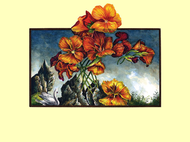 Dietrich Schuchardt Nasturtiums (Kapuzinerkresse) hand painted etching